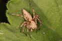 Oxyopes_ZZ561_D7146_Z_90_Macquarie caravan park_Australie
